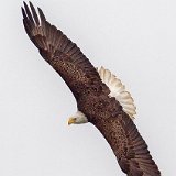 12SB0444 American Bald Eagle